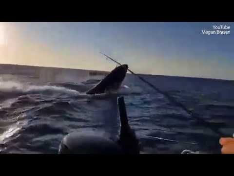 رد فعل صبي يشاهد حوتَا بالقرب من الشاطئ