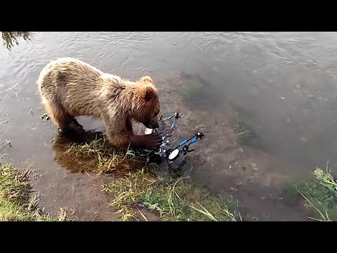 شاهد دببة تعثر على كاميرا تحت الماء أثناء بحثها عن طعام