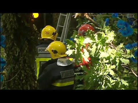 شاهد 11قتيلًا إثر سقوط شجرة في البرتغال