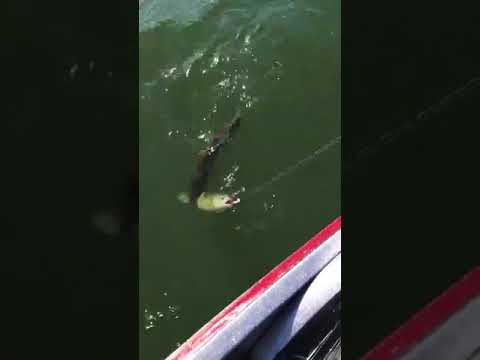 سمكة تحاول سرقة صياد فتلقي جزاءها