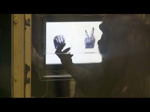 الشامبنزي قادرعلى فهم قواعد الألعاب