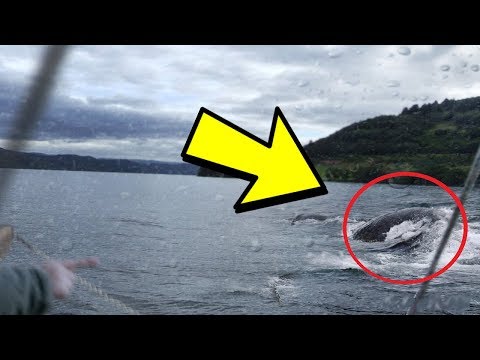 7 حيوانات منقرضة  قد لا تزال على قيد الحياه