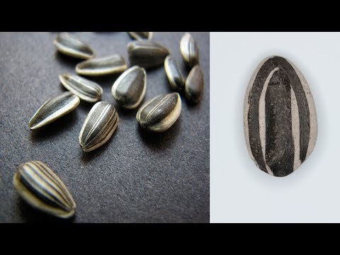 شاهد اللب السوري يحسن حالتك النفسية ويقوي التركيز والذاكرة