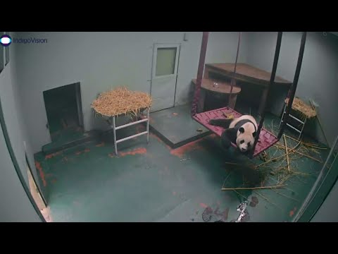 الباندا المعارة من الصين إلى بريطانيا حامل