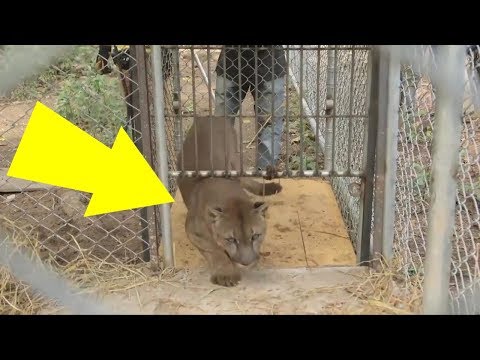 ردة فعل مثيرة لأسد لحظة إطلاق سراحه