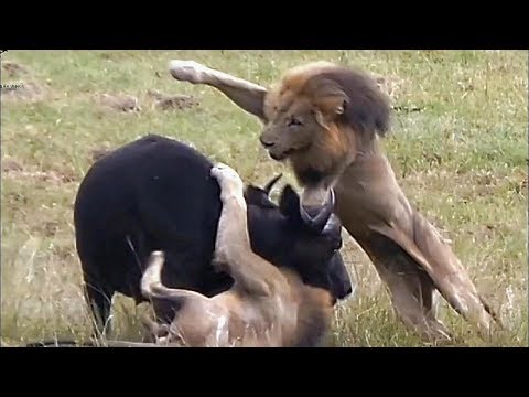 هجمات الأسود الأكثر شراسة ووحشية