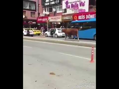 شاهد ثور ينطح سيدة في شوارع تركيا ويسقطها على الأرض