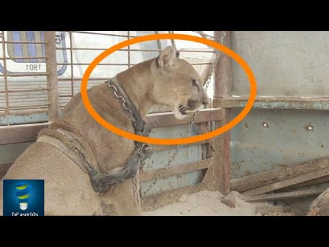 تعرف على سبب امتلاك ذكر الأسد فراء حول رأسه