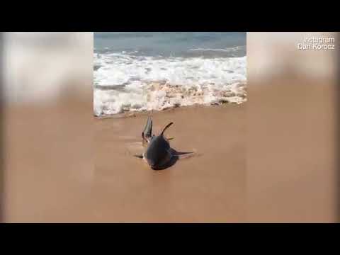 قرش ضخم يصيب رواد شاطئ سيدني بالرعب