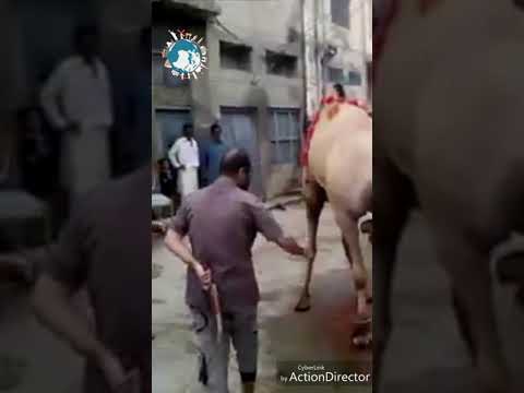 جمل كبير يقتل جزارًا حاول ذبحه في باكستان