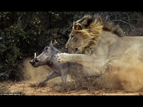 شاهد ذكاء الأسد الجائع في مقطع حقيقي جديد