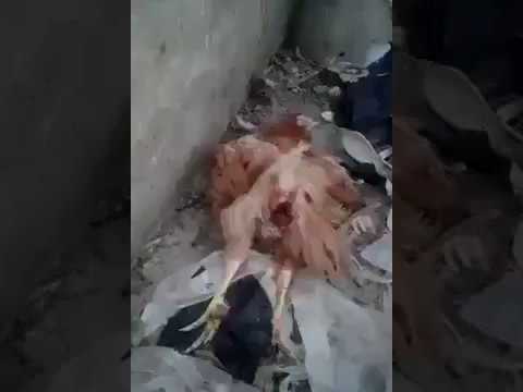 شاهد شخص مختل عقليًا يغتصب دجاجة حتى الموت