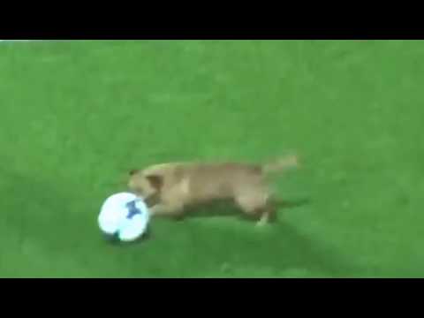 شاهد كلب صغير يقتحم ملعب مباراة في الأرجنتين