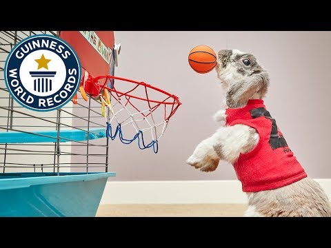 شاهد أرنب يقفز لوضع الكرة داخل السلة
