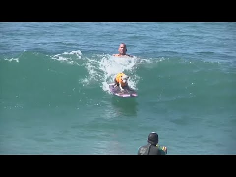 شاهد الكلاب تركب الأمواج في كاليفورنيا