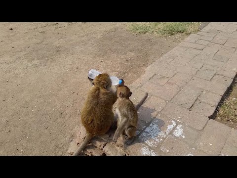 قرد يسرق زجاجة ماء من حقيبة سائح في تايلاند