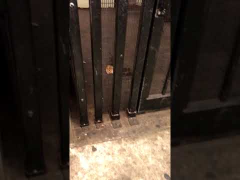 شاهد شجار شرس بين 3 فئران على قطعة بيتزا