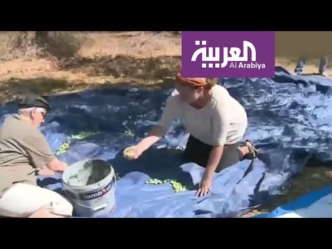 شاهد متضامنون أجانب يقطفون ثمار الزيتون في فلسطين