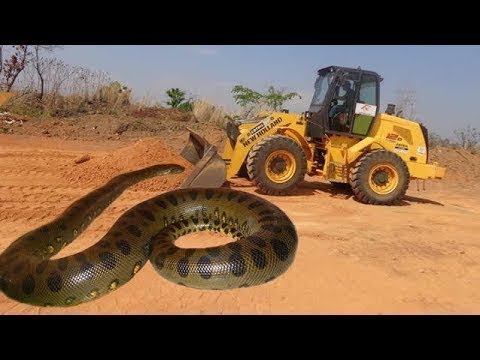 شاهد أضخم وأكبر ثعبان أناكوندا في العالم