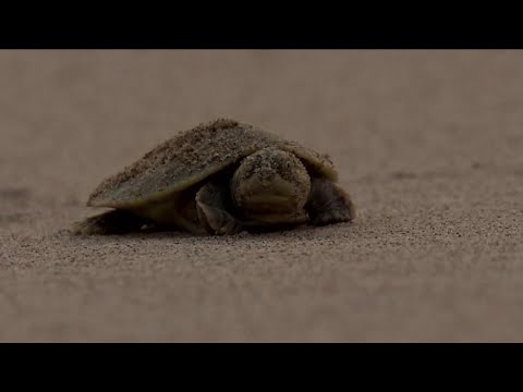 بالفيديو  حياة محفوفة بالمخاطر للسلاحف في غابات الأمازون