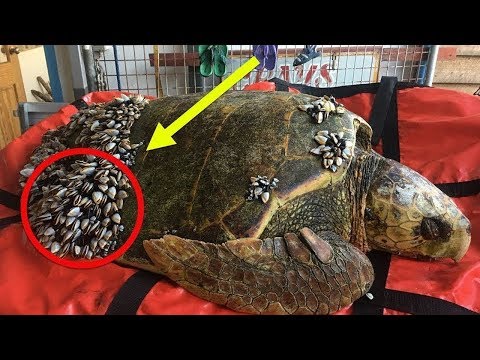 شاهد صيادون يتفاجؤون بسلحفاه طافية على سطح الماء