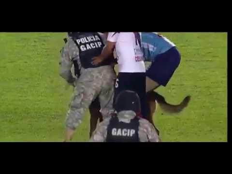 شاهد كلب يقتحم مباراة في بوليفيا واللاعبون يطاردونه