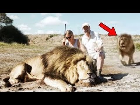 قاموا بإصطياد الأسد وإلتقطوا الصور ولكنهم لم ينتبهوا إلى أنه ليس الوحيد