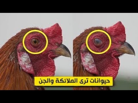 هذه هي المخلوقات الوحيدة  القادرة على رؤية الجن والملائكة ورؤية إبليس