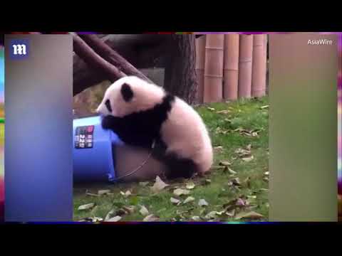 شاهد موقف محرج لدب باندا مع صديقه