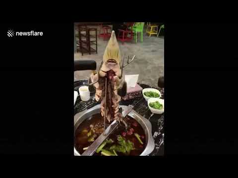 سمكة تتحرّك بعد نزع أحشائها كاملة