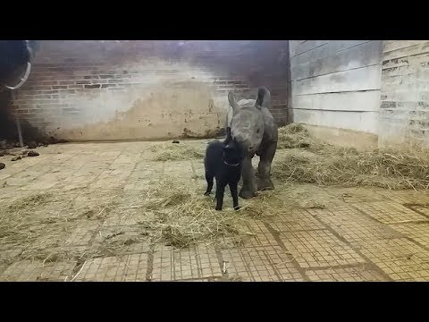 صداقة غريبة بين قطة وصغير وحيد القرن