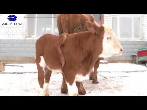 ساق تنمو أعلى ظهر بقرة في الصين