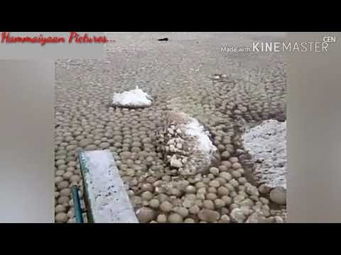 شاهد سر ظهور آلاف الكرات الثلجية على ساحل روسي