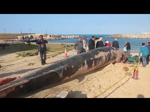 تحديد أسباب نفوق حوت الإسكندرية ونقله لمدفن خاص