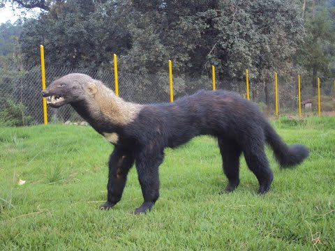6 حيوانات خطيرة جدًا عادت بعد انقراضها