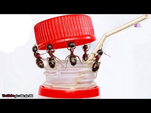 شاهد أذكى 10 حشرات على الأرض