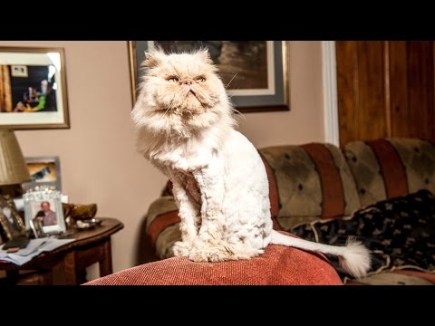 حلاق قطط بريطاني يفتخر بقصة الأسد