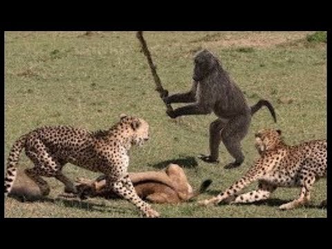 شاهد قرود مدهشة تلعب دور البطل لتساعد الحيوانات