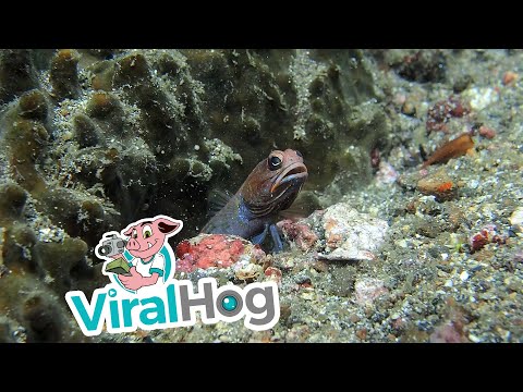 شاهدسمكة jawfish تحفر بيتها بطريقةعجيبة