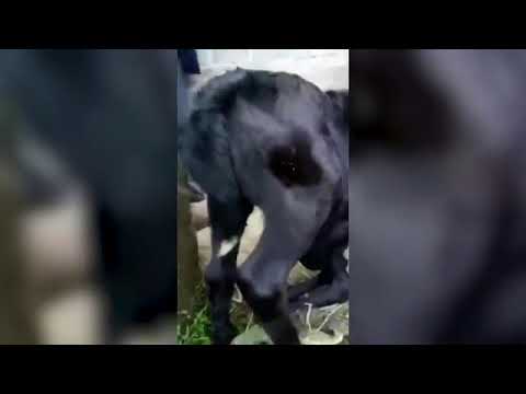 عجل يولد بـ6 أرجل ومؤخرتين