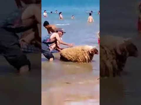 أحد الأشخاص يصطحب الخروف معه في شاطئ طنجة