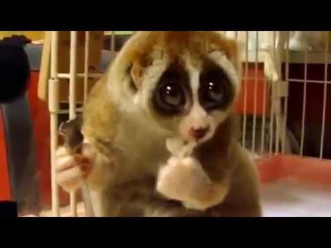 أجمل قرد على وجه الأرض