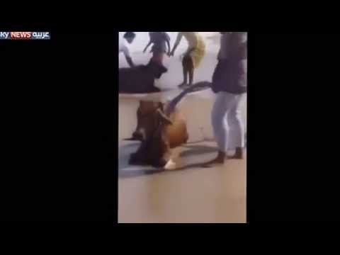 عمانيون يصطادون الأبقار من البحر