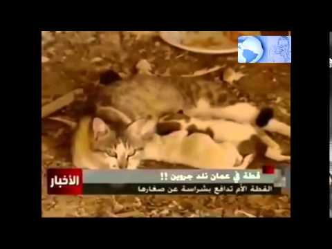 قطة تلد كلبين في عمان