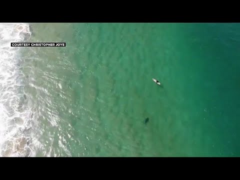 شاهد تنبيهات من طائرة بدون طيار تنقذ سبّاحًا من هجمة قرش وشيكة