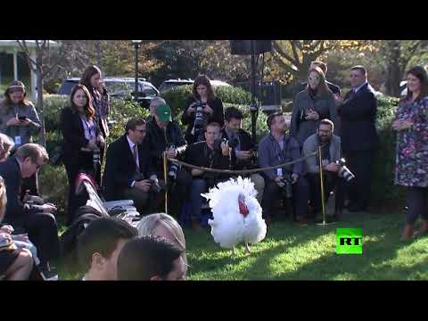 شاهد البيت الأبيض يدعو الأميركيين للاختيار بين الديكين التركيين