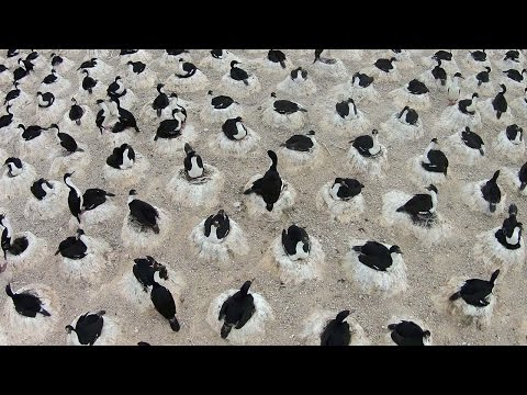 مشهد رائع لنظام طيور البطريق في تأسيس أعشاشها
