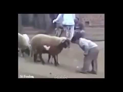 خروف يلقن طفلًا درسًا مؤلمًا