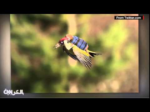 فيديو قصة ركوب ابن عُرس على ظهر نقار الخشب