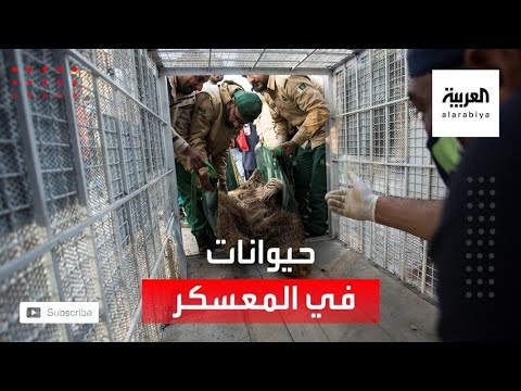 شاهد إغلاق معسكر اعتقال حيوانات ونقلها إلى الأردن